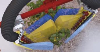 Juan Esteve: vědecký pracovník, Kalifornská státní univerzita Technický ředitel vinohradnictví Fresno, Raimat Winery (společnost Codorníu), Lleida Španělsko V loňském létě jsme