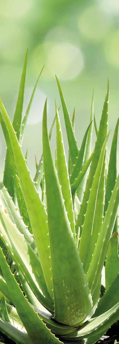 ALOE VERA