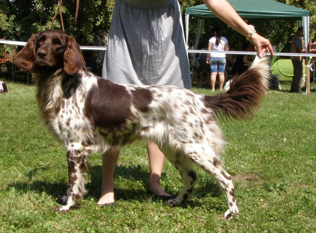 FENY - TŘÍDA PRACOVNÍ 793 GESSI Z BUDIŠOVSKÉ DOLINY V1, CAC, BOB 8.2.