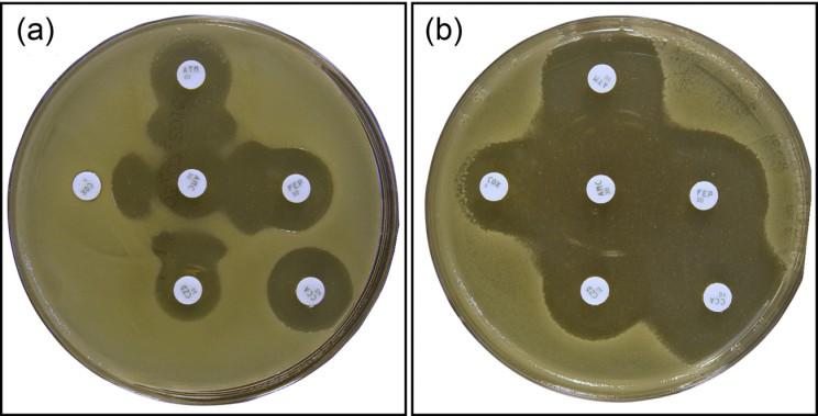 4.1.1.3.3 INHIBICE PRODUKCE ESBL NA MODIFIKOVANÉM AGARU S AGNPS Synergický účinek AgNPs a antibiotik byl potvrzen také při použití fenotypových testů pro průkaz ESBL.