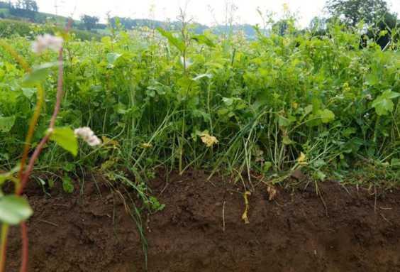 Půdní úrodnost Biomasa na 1 ha půdy 1 ha půdy (louky) uživí na povrchu půdy až 2,5 krávy (o celkové hmotnosti 1,5 t) pod