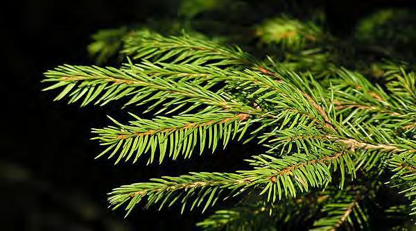 Picea