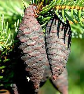 Picea