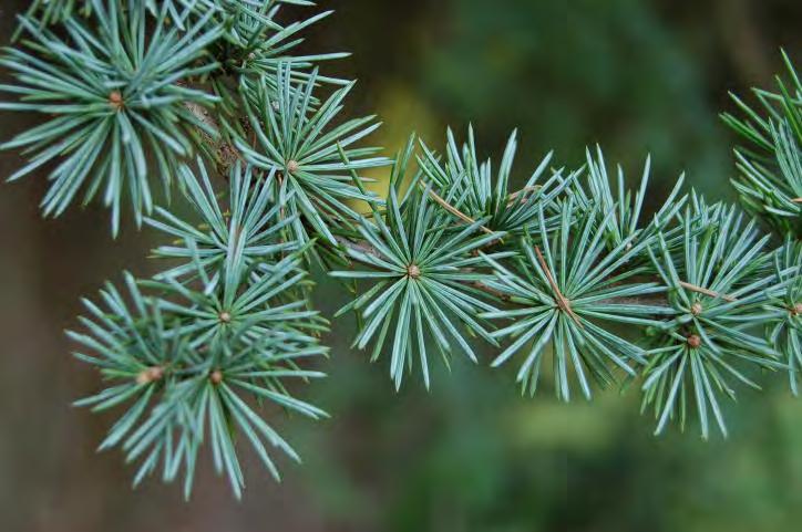 Cedrus