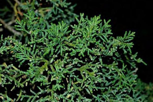 Juniperus