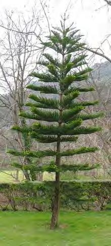 Araucaria