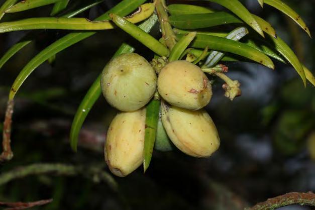 Xanthocyparis 2 druhy Taxus Severní polokoule, převážně temperátní