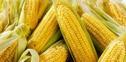 ulic v celé ČR dva tisíce farmářů s traktory, kombajny i jinými stroji proti tomuto opatření vlády protestovat. Rekordně rychlý průběh měly letošní žně na Opavsku.