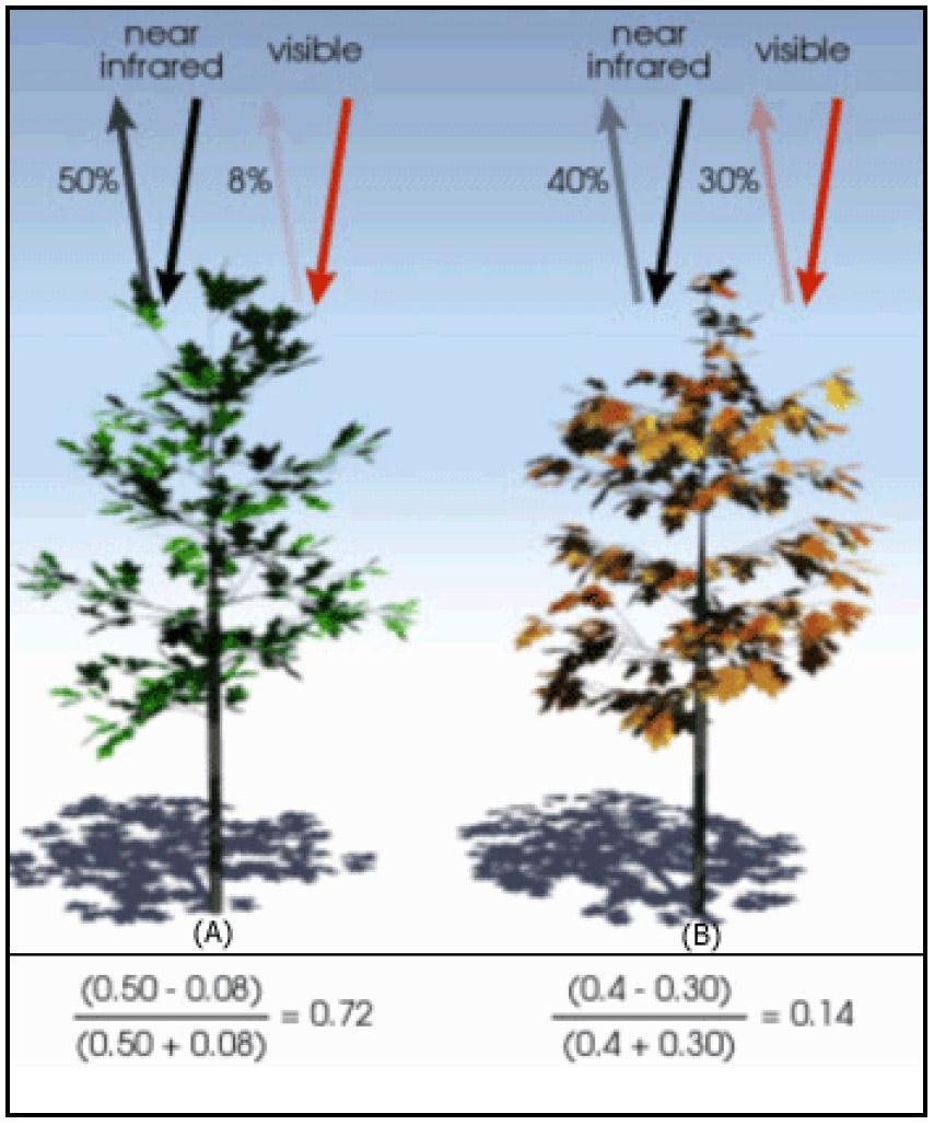 Vegetační index NDVI NIR RED NIR RED NDVI = NIR RED NIR + RED NDVI normalizovaný rozdílový