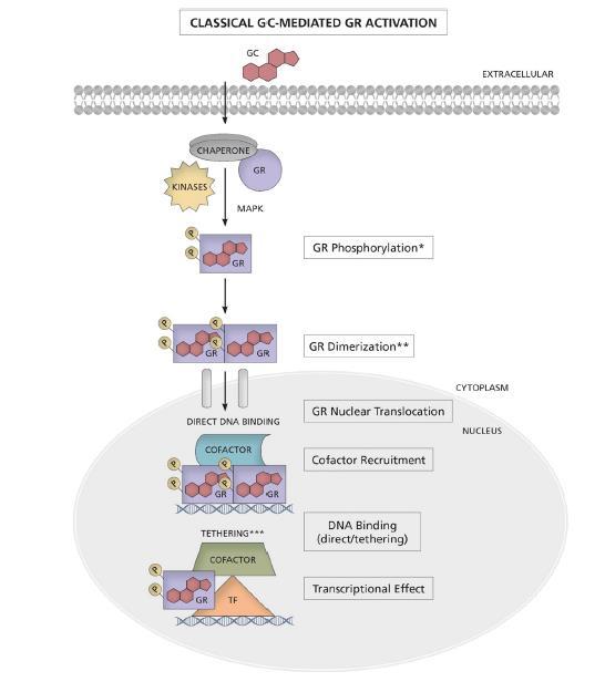 k nárůstu genové transkripce (Hapgood et al., 2016).