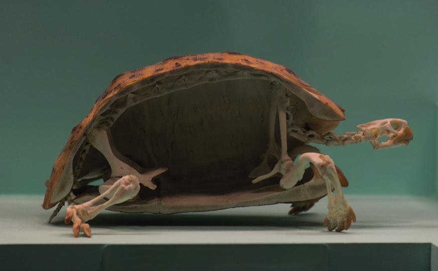 africký ještěr kruhochvost štítnatý (Ouroborus cataphractus).