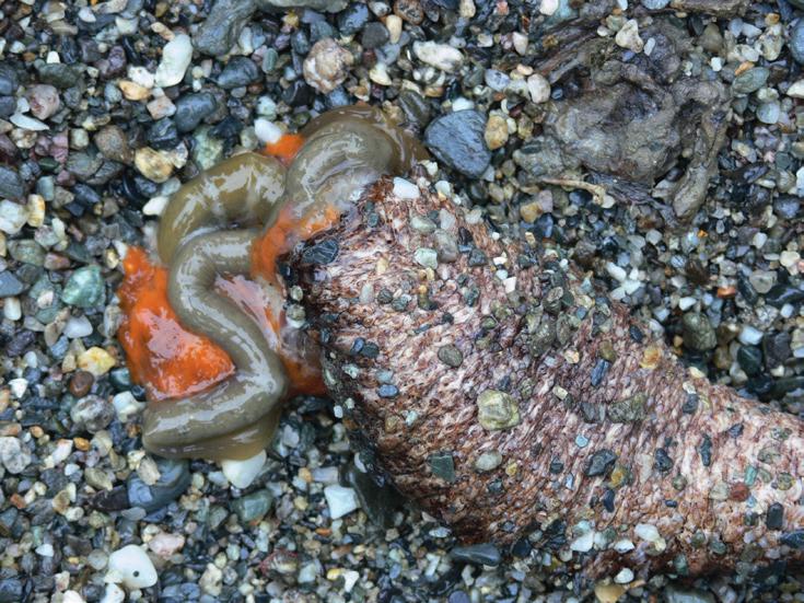 dokonce slyšet i zvuk třesku. Prskavec tak dovede zahnat i mnohem většího predátora, než je on sám a velké, tropické druhy bombardujících střevlíků mohou nepříjemně popálit i člověka.