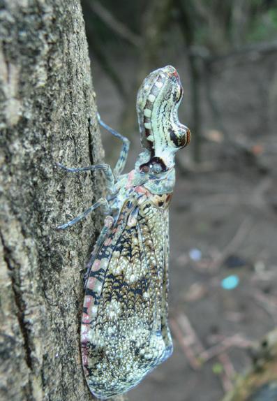 Obr. 2.44: Jihoamerický lelek potu obecný (Nyctibius griseus) se maskuje jako pahýl stromu. Obr. 2.45: Babočka (Caligo) po napadení predátorem, který se nechal zmást oční skvrnou na křídlech.