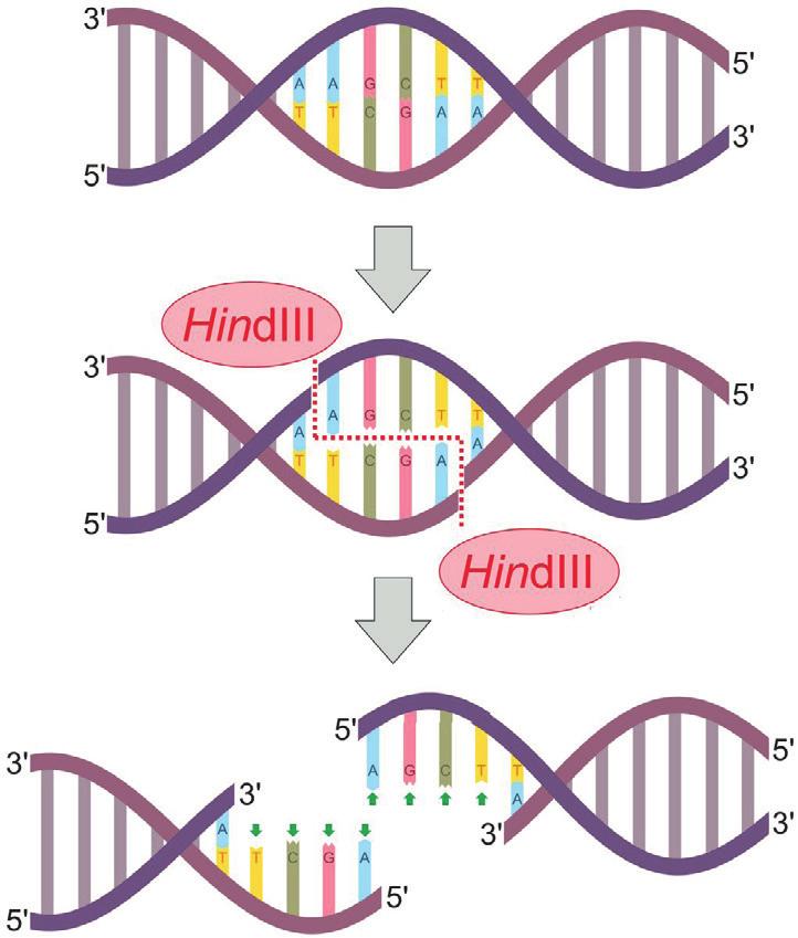 CRISPR Nejvíce sofistikovaným mechanismem obrany u bakterií je systém CRISPR-Cas. Jako CRISPR lokus (angl.