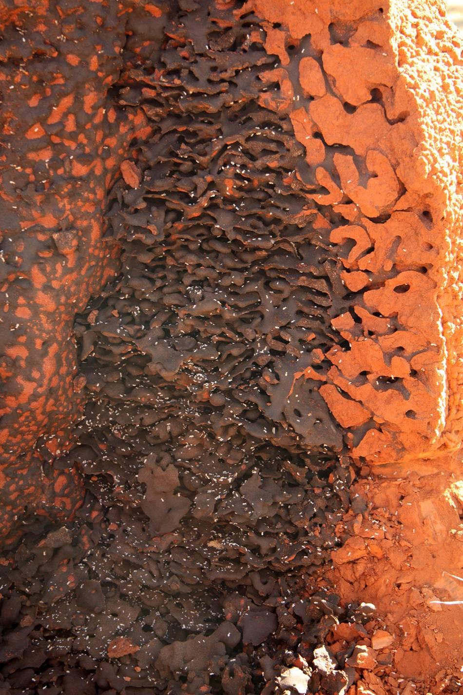 (Syntermes, Ruptitermes) a spásačů (harvester termites, angl.) (Hodotermes, Ancanthotermes). Ovšem, ať je hnízdo jakékoliv, vždy je v něm alespoň nějaká struktura, která může plnit obrannou funkci.