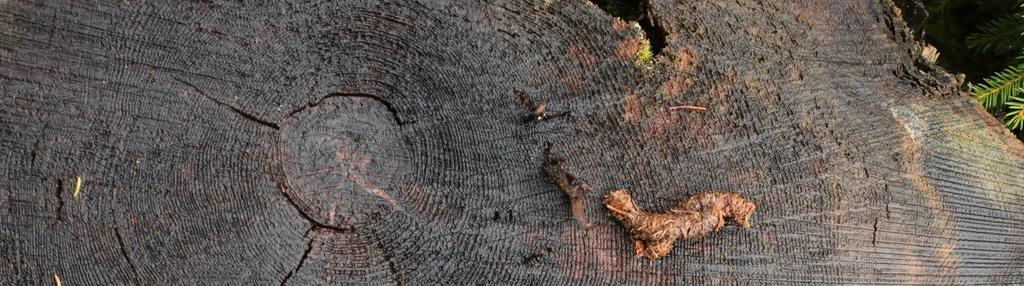 Nové poznání - Samovolná obnova lesa probíhá už v okamžiku disturbance budoucnost lesa je jistá - Početnost zalesnění nekonkuruje početnosti přirozené obnovy nemusíme zalesńovat - Věková struktura