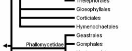 anatomické znaky, především na rhizomorfách (ampulátní - cibulovitě nadmuté hyfy, akantocystidy s olejovitým obsahem) mykorhizní i saprofytičtí