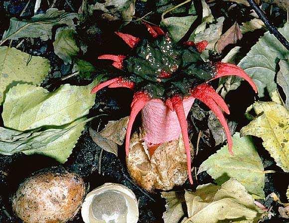 hojnější Clathrus archeri (květnatec Archerův)