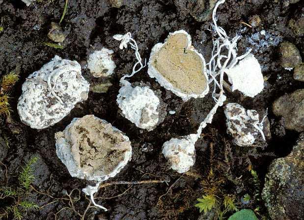 (pseudorhizami) gleba za zralosti prachovitá spory kulovité, bradavčité saprofyt (?