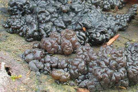 Exidia (černorosol) bělavé, hnědé až černé rosolovité plodnice saprofyticky