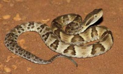 Bothrops jararaca