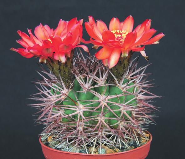 Acanthocalycium ferrarii (Rausch 1976) Petr Metela, foto na titulní straně Pro většinu našich kaktusářů je rod Acanthocalycium spojován ve většině případů s notoricky známým Ac. violaceum.