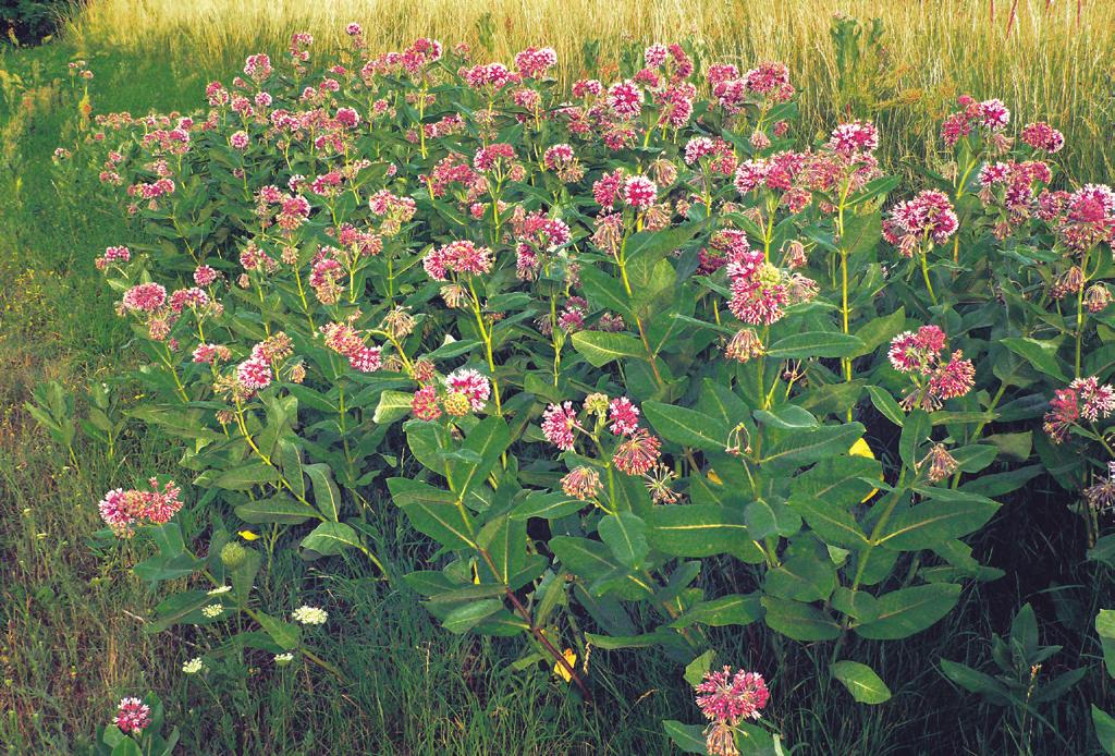 Summary. This community type is dominated by Bunias orientalis, a biennial to perennial herb, which is a neophyte of Asian origin.