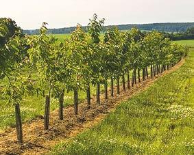 se pro naše výrobky opakovaně vracejí. Josef Rýdl, s.r.o. Vojtíškova 172 507 81 Lázně Bělohrad tel.: 493 792 573 e-mail: pekarna@josefrydl.
