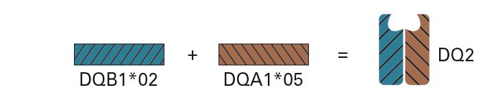 EUROArray HLA-DQ2/DQ8 HLA-DQ2 a HLA-DQ8 -