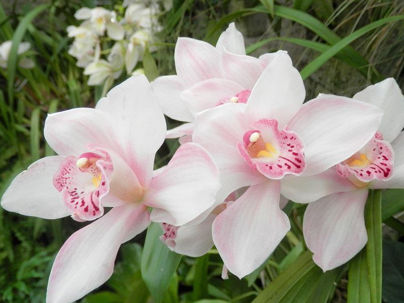 Zajímavá krása v orchidejích Nechci se zde rozepisovat o květech, které