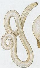 střevě dětí - měří do 1 cm - samičky v noci kladou vajíčka u řitního otvoru svědění - nákaza ze svalovec
