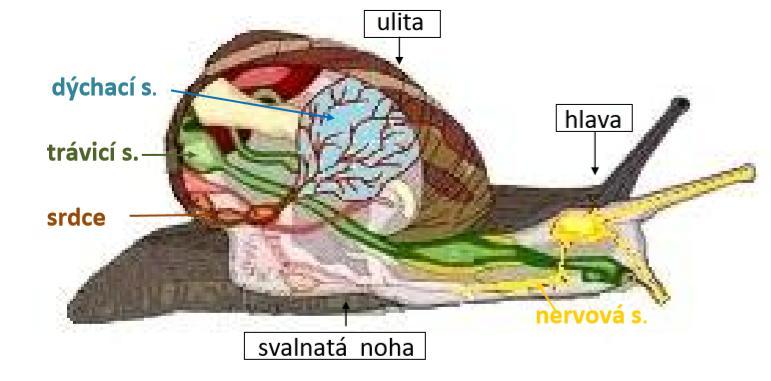 PLŽI zástupce hlemýžď zahradní - ve vlhké trávě - tělo: svalnatá noha umožňuje pohyb (vylučuje sliz) hlava se zatažitelnými tykadly - na delších oči, na