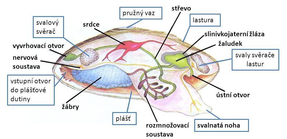 2. MLŽI - jen vodní (slaná i sladká voda)