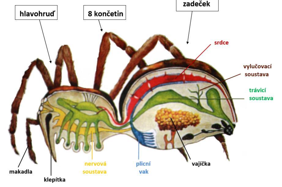 Členovci - tělo je členěno na... - vnější kostra = (chitin) svlékají 1. 2. 3. 4. TRILOBITI PAVOUKOVCI KORÝŠI VZDUŠNICOVCI 1. TRILOBITI - vyhynuli, zkameněliny ve středních Čechách (J. Barrand) 2.