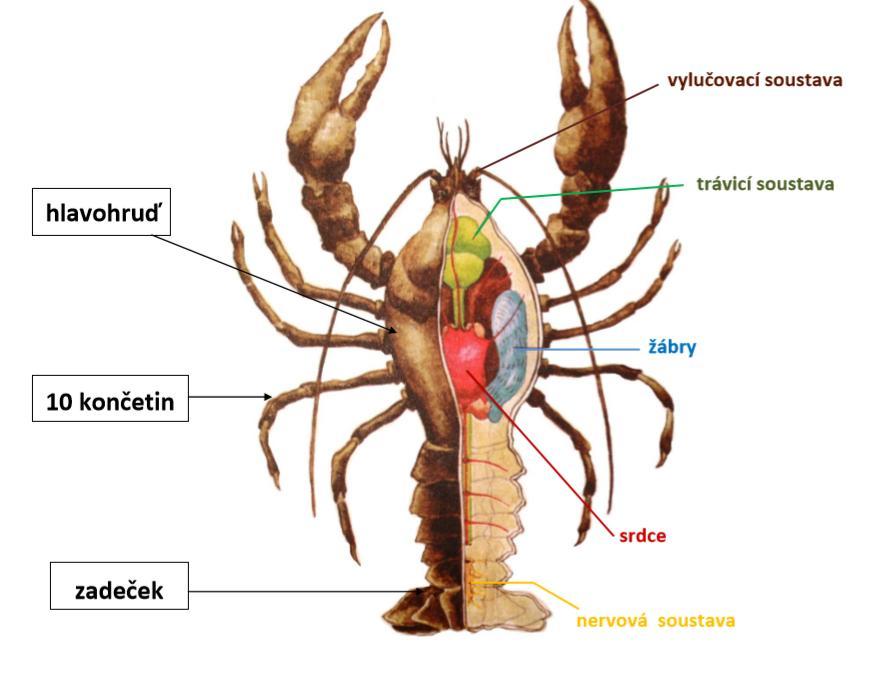 3. KORÝŠI zástupce rak říční - čistá voda, chráněný, všežravec - na těle.