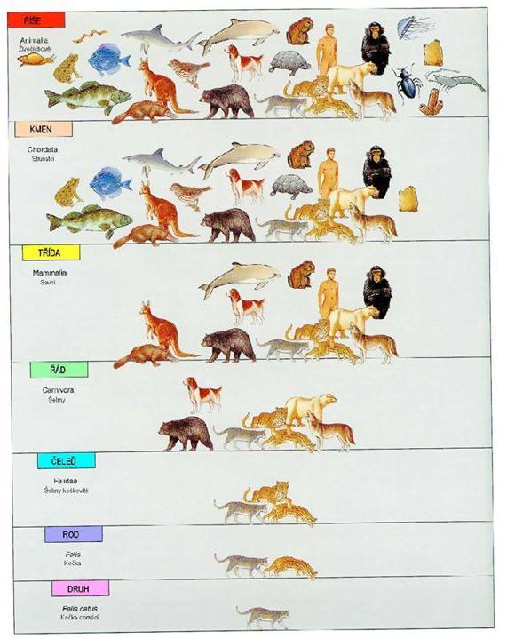 Projevy živých organismů 1. D.... 2. P.. p 3. V.. 4. R. 5. P.. 6. D.. 7. R. Charles Darwin: Živočichové se přizpůsobují různému prostředí (př. voda, pouště, polární oblasti).