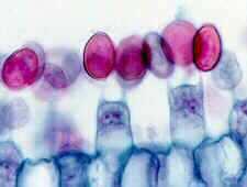 Opisthokonta Fungi Bazidiospory na sterigmatech bazidií vznikají bazidiospory (meiospory, exospory) bazidiospory s pasivním uvolňováním jsou u zástupců s uzavřenými plodnicemi bazidiospory