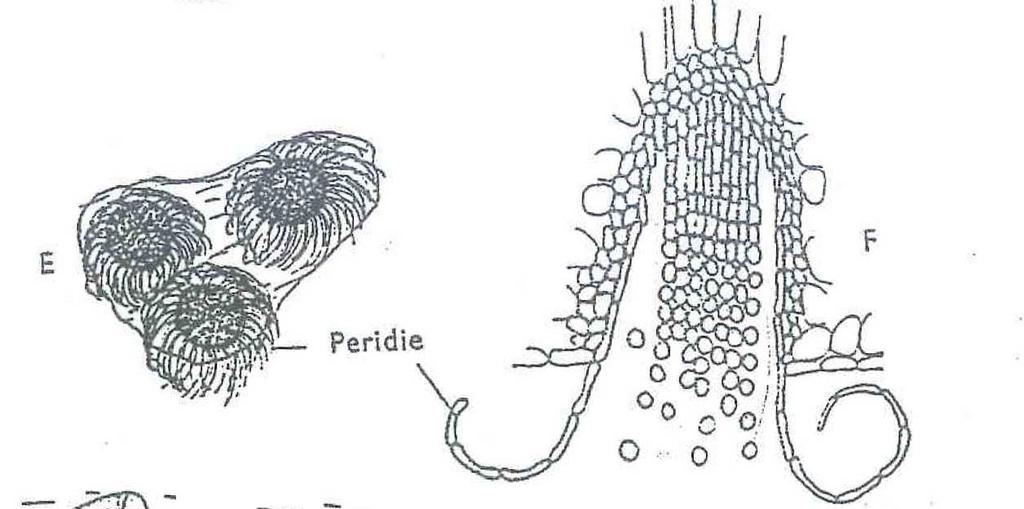 cz/cs/gymnosporangium-sabinae/ Gymnosporangium