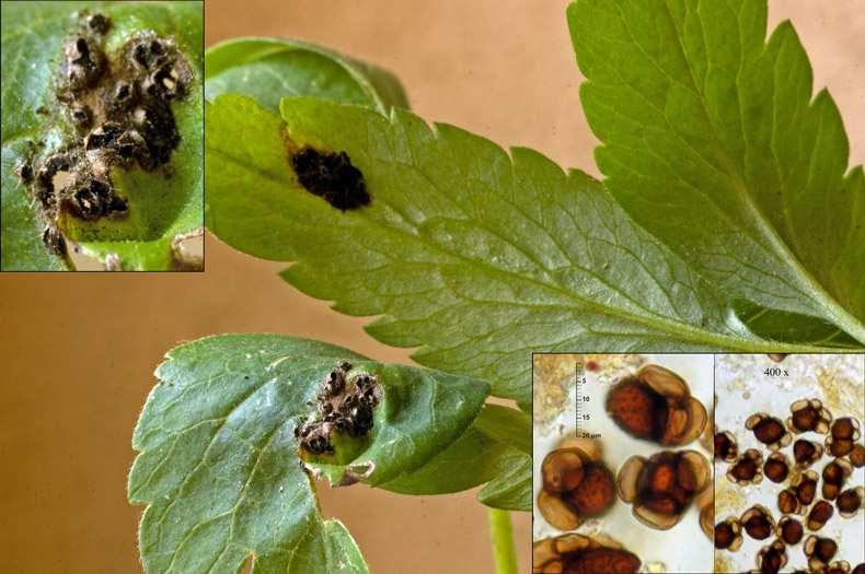 Ustilaginomycotina Ustilaginomycetes Urocystales Urocystis anemones (sněť sasanková) diferenciace na plodné a