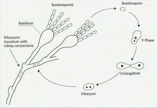 Agaricomycotina Tremellomycetes Filobasidiales mycelium tvoří přezky, v přehrádkách dolipóry
