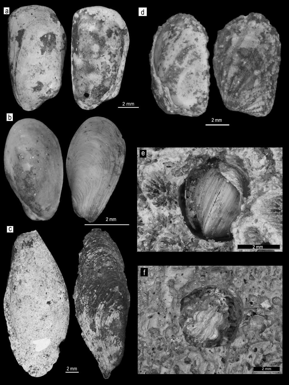 Obr. 3: a Hiatella arctica LINNAEUS, 1767; b Rocellaria cf. dubia PENNANT, 1777; c Gastrochaena cf.