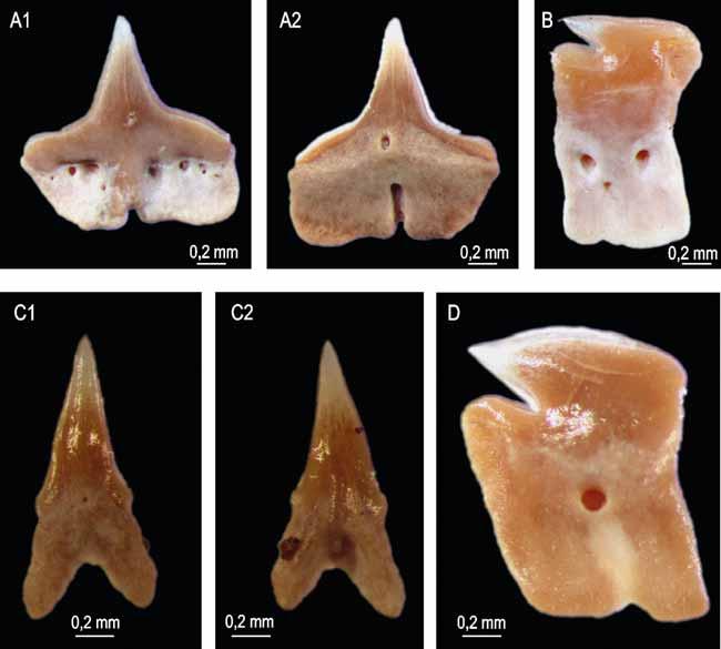 Obr. 4: Žraločí zuby, lokalita Divišova, Brno. A Deania sp., zub horní čelisti, 1: labiální strana, 2: linguální strana; B Paraetmopterus sp., zub spodní čelisti, labiální strana; C Squaliolus sp.