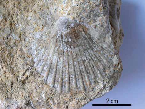 Obr. 3: Aequipecten macrotis (Sowerby in Smith, 1847). Taliánská skála. Autor L. Plchová. Fig. 3: Aequipecten macrotis (Sowerby in Smith, 1847). Taliánská skála. Author L. Plchová. Obr.