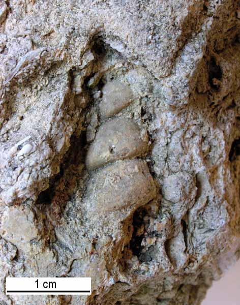 Pro studium mikrofosilií byly z hornin zhotoveny 2 výbrusy (brusírna Ústavu geologických věd PřF MU Brno), které byly studovány a fotografovány v mikroskopu NIKON Alphaphot 2 (zvětšení 100, resp.