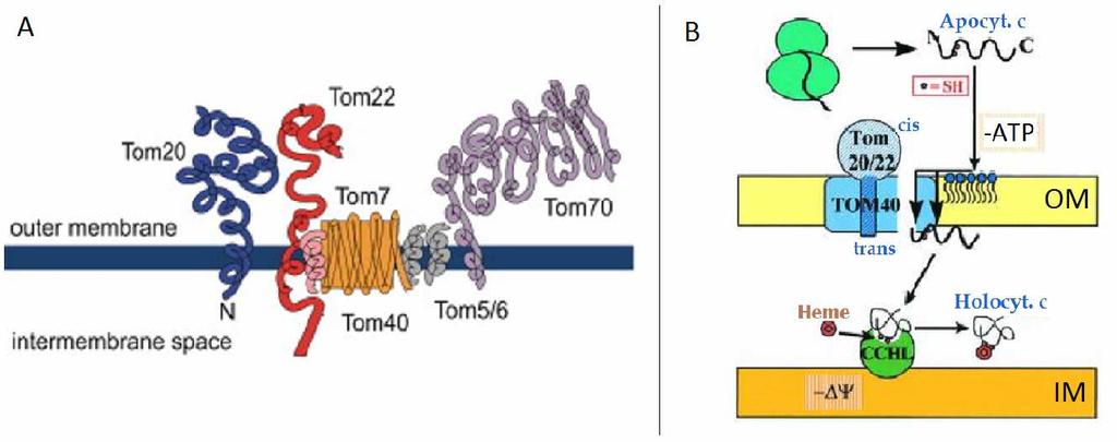 G-bakterie, rostliny, houby, řasy, kvasinky nebo živočichové. Existují 3 základní systémy biogeneze cytochromu c.