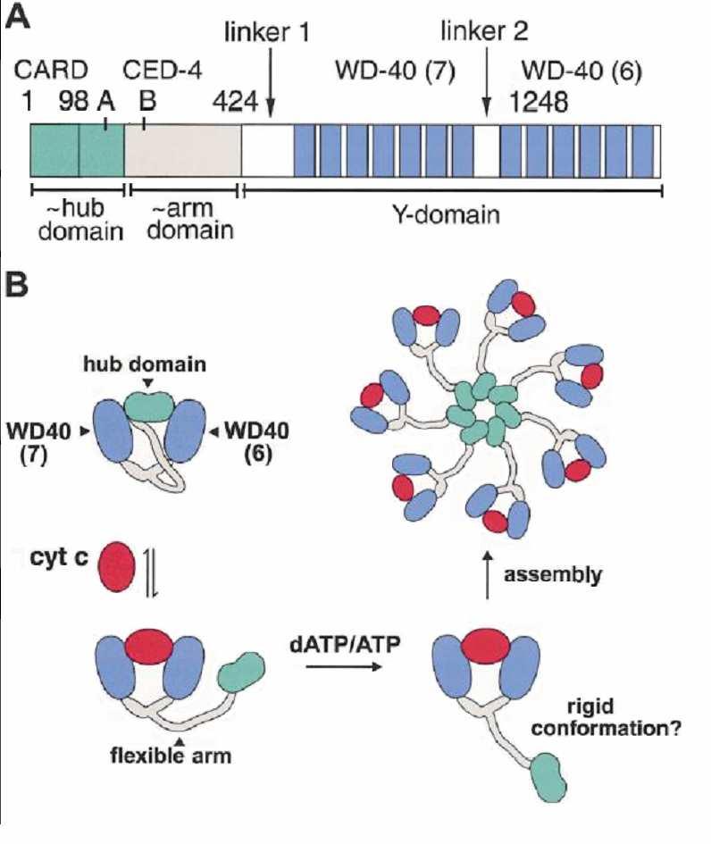 obsahující několikanásobné WD40 repetice. Jedná se o opakující se motiv dvou aminokyselin, aspartátu a tryptofanu (Zou et al., 1997; Acehan et al., 2002).