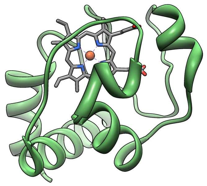 2. Cytochrom c Cytochrom c je malý solubilní protein o molekulové hmotnosti kolem 12,5 kda a je členem cytochromové rodiny. Tato proteinová rodina se skládá z proteinové části a hemové skupiny.