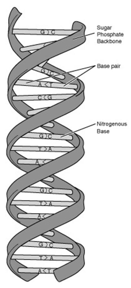 Double Helix stočený řebřík Tvořen monomery AKA nukleotidy Nukleotidy