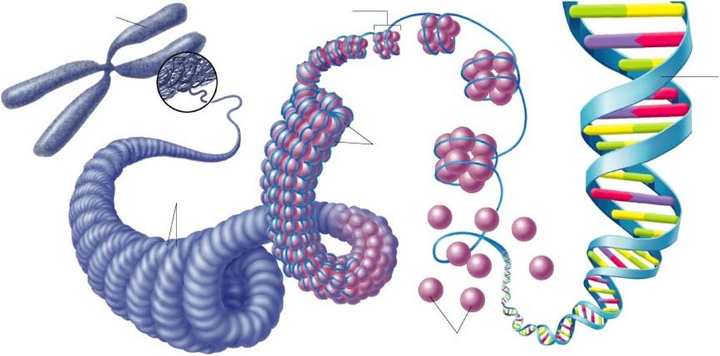 chromozom nukleozom DNA