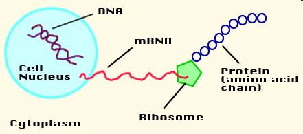 RNA má za úkol předání vzkazu od DNA do jádra ribosomů Transcripce - RNA je vytvořena